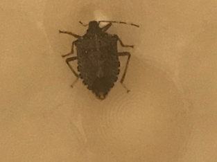 Stink bug in a bathtub