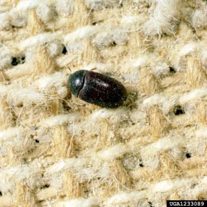 a carpet beetle on fabric