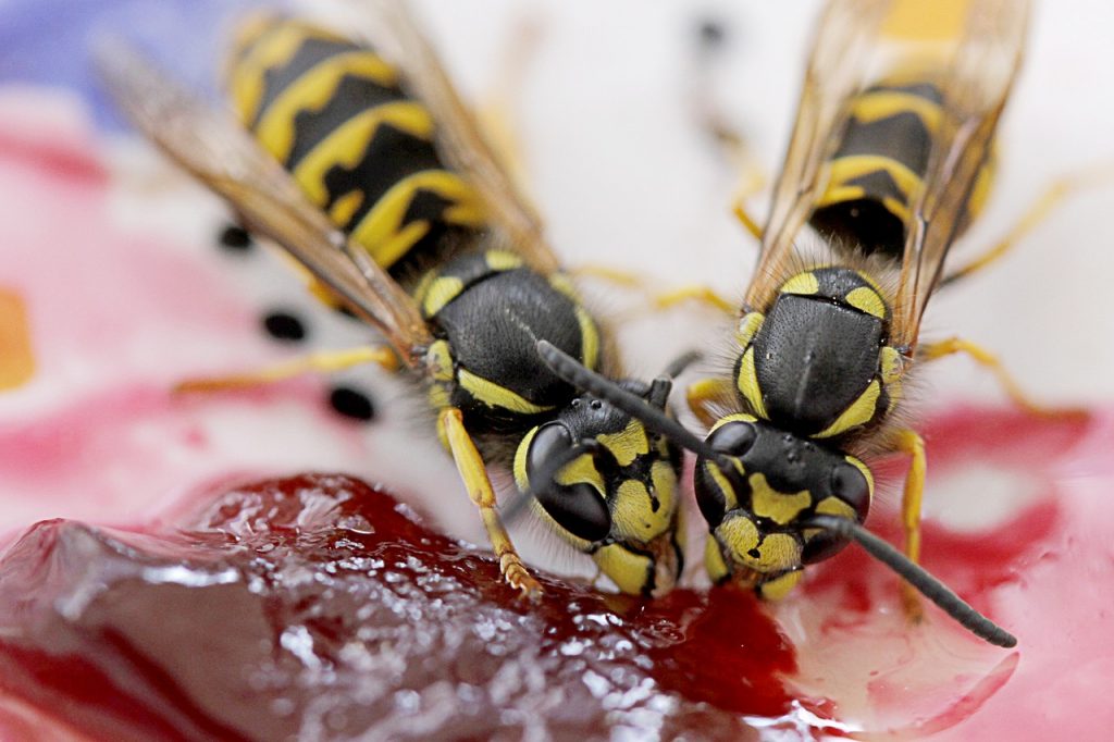Facts About Hornets The Dangerous Species Of Wasps