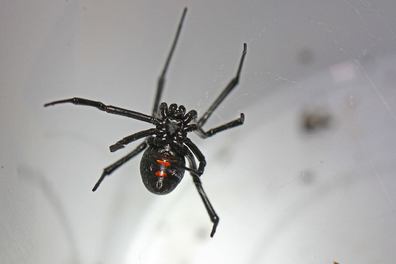 What Is The Most Poisonous Spider Native To New York