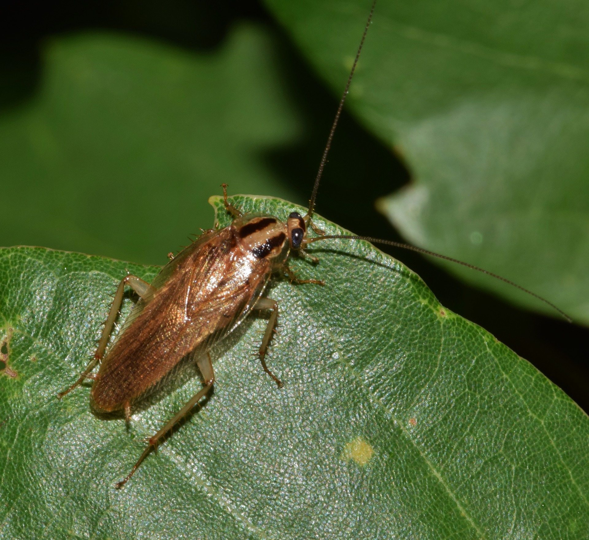 Roach Exterminator Long Island & NYC Rest Easy Pest Control