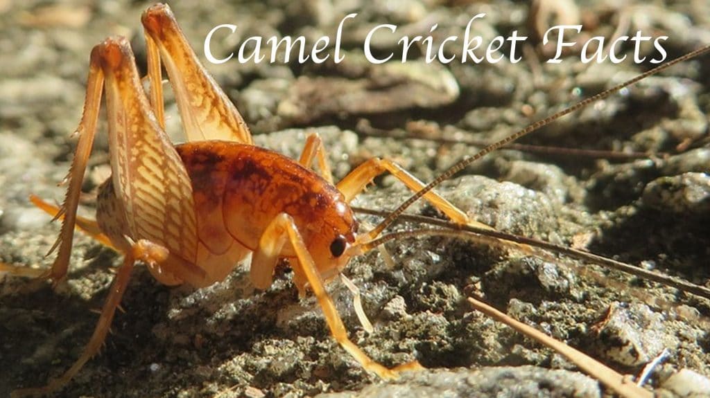 Camel Cricket Facts: All Things You Should Know About the ...