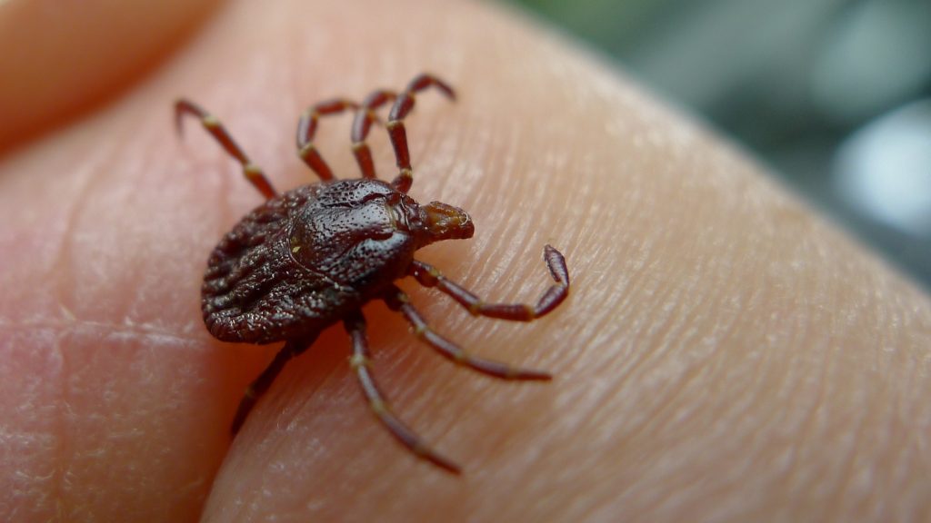 Natural Tick Repellent: Top 3 Home Remedies to Keep Ticks Away