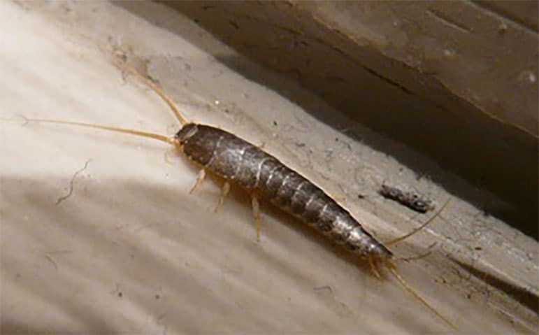 Silverfish | Rest Easy Pest Control | NYC & Long Island  